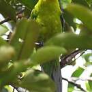 Perruche cornue