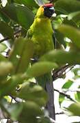 Horned Parakeet