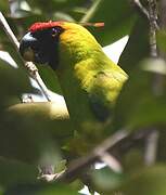 Horned Parakeet