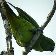 Echo Parakeet