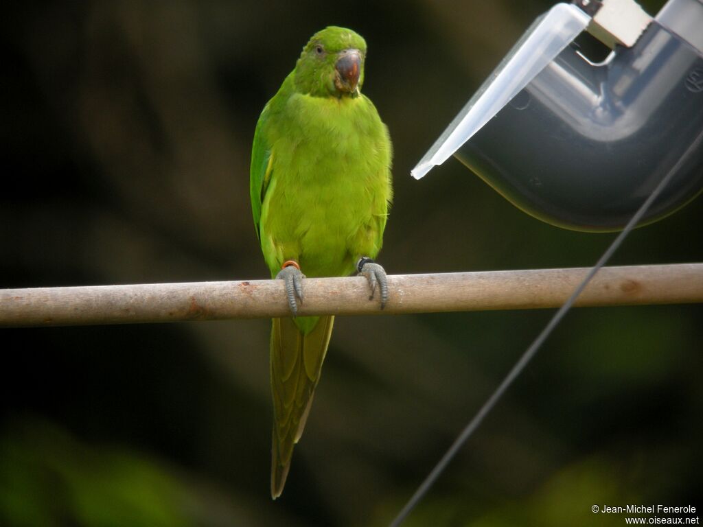 Echo Parakeet