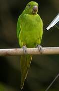 Echo Parakeet