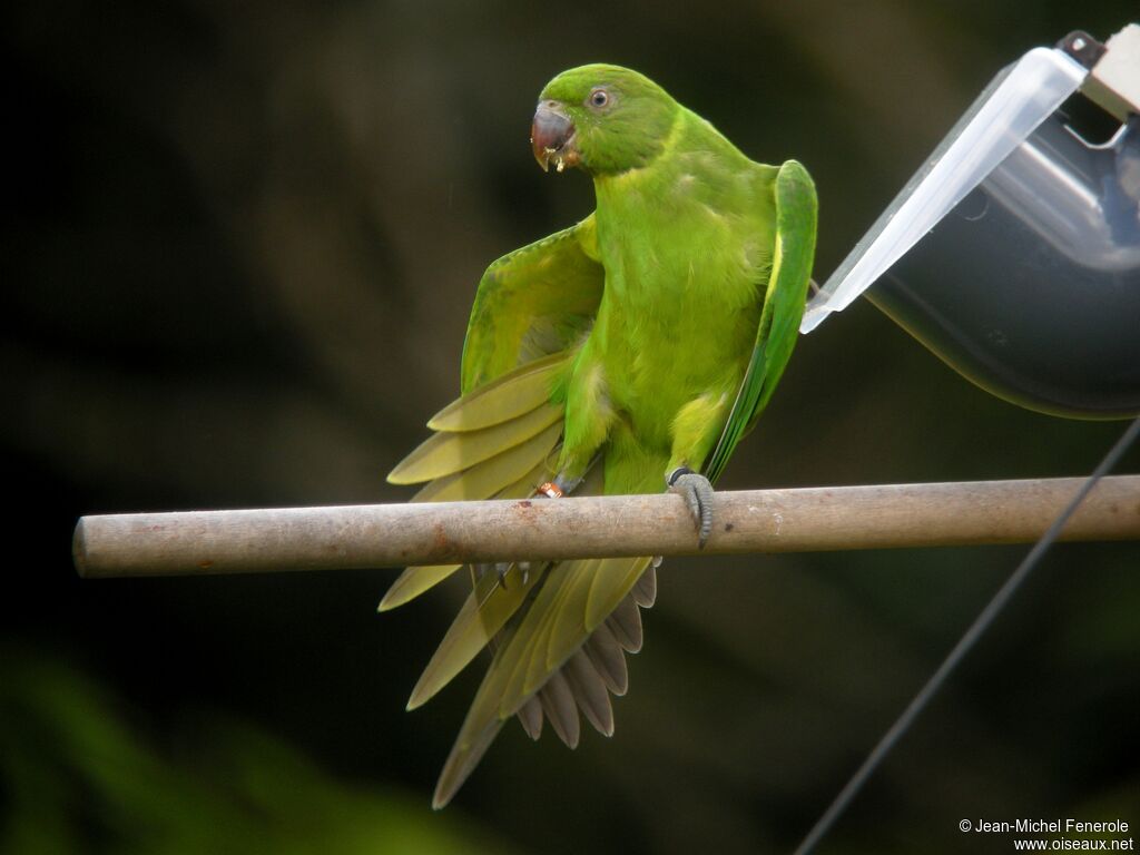 Echo Parakeet