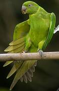 Echo Parakeet