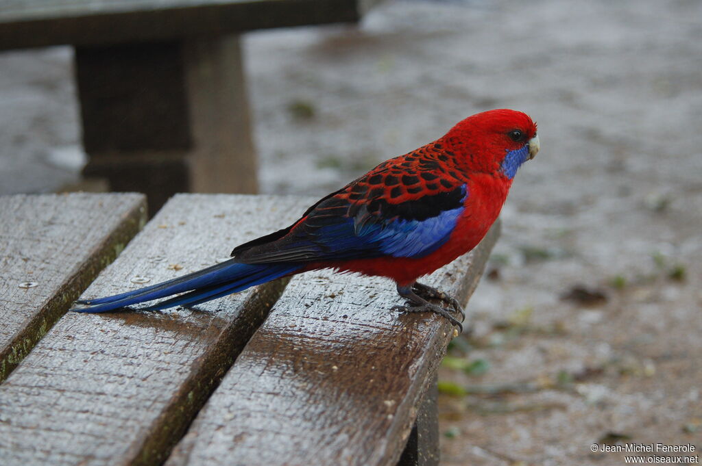 Perruche de Pennant