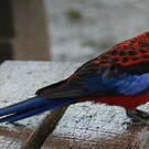 Perruche de Pennant