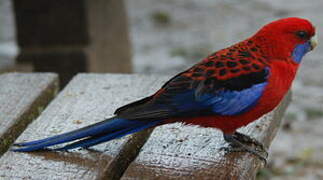 Crimson Rosella