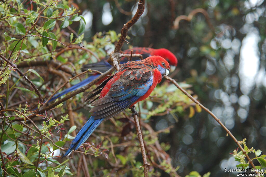 Perruche de Pennant