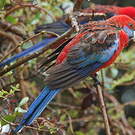 Perruche de Pennant