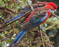 Perruche de Pennant