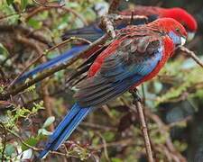 Crimson Rosella