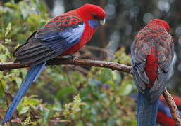 Crimson Rosella