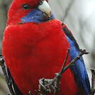 Perruche de Pennant