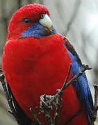 Crimson Rosella