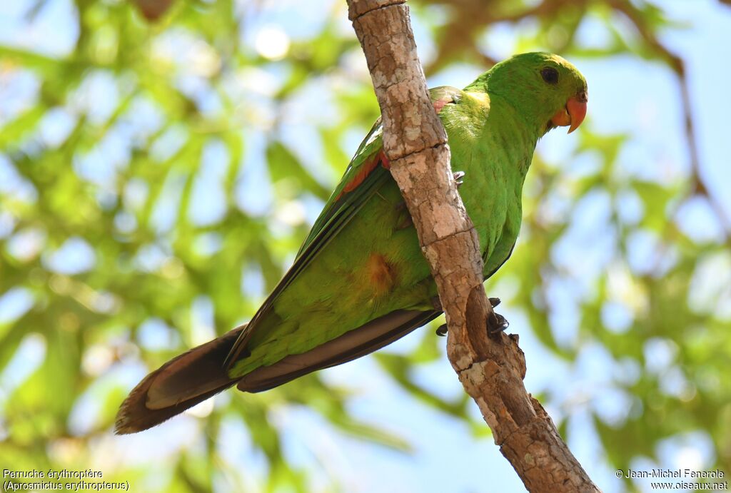 Red-winged Parrot