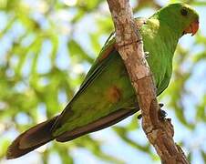 Red-winged Parrot