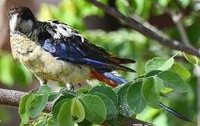 Northern Rosella