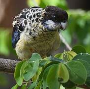 Northern Rosella