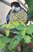 Northern Rosella