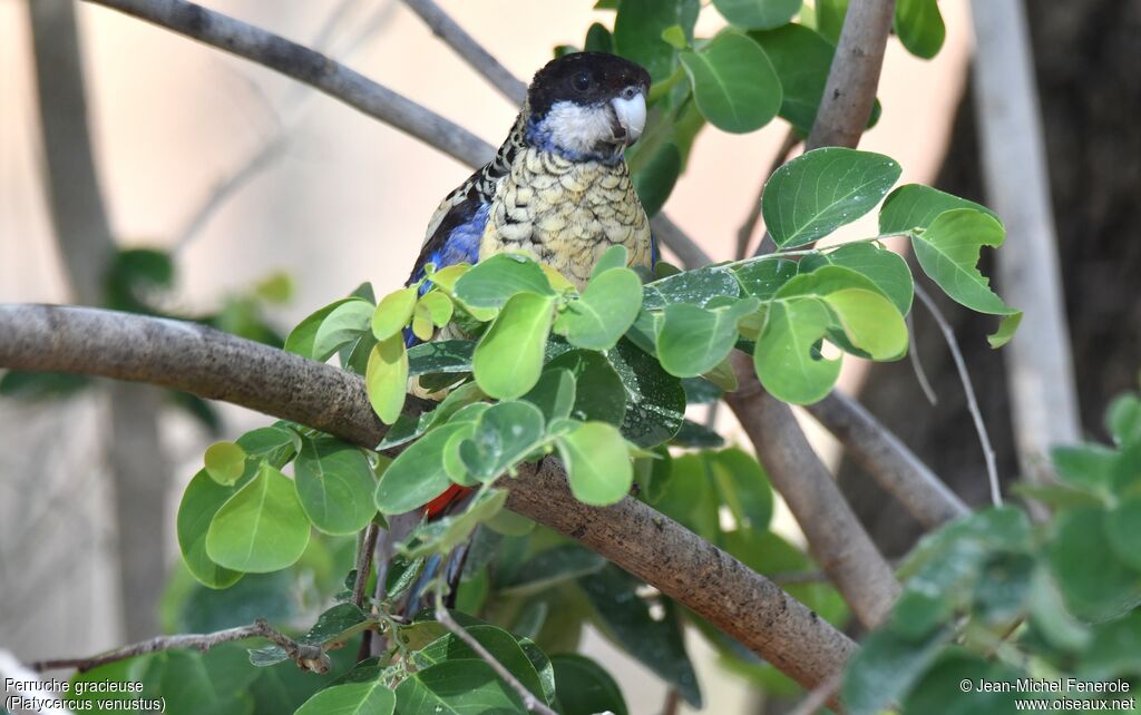 Northern Rosella