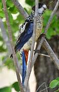 Northern Rosella