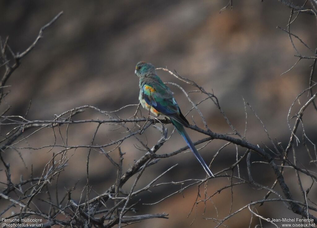 Mulga Parrot male