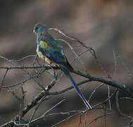 Mulga Parrot