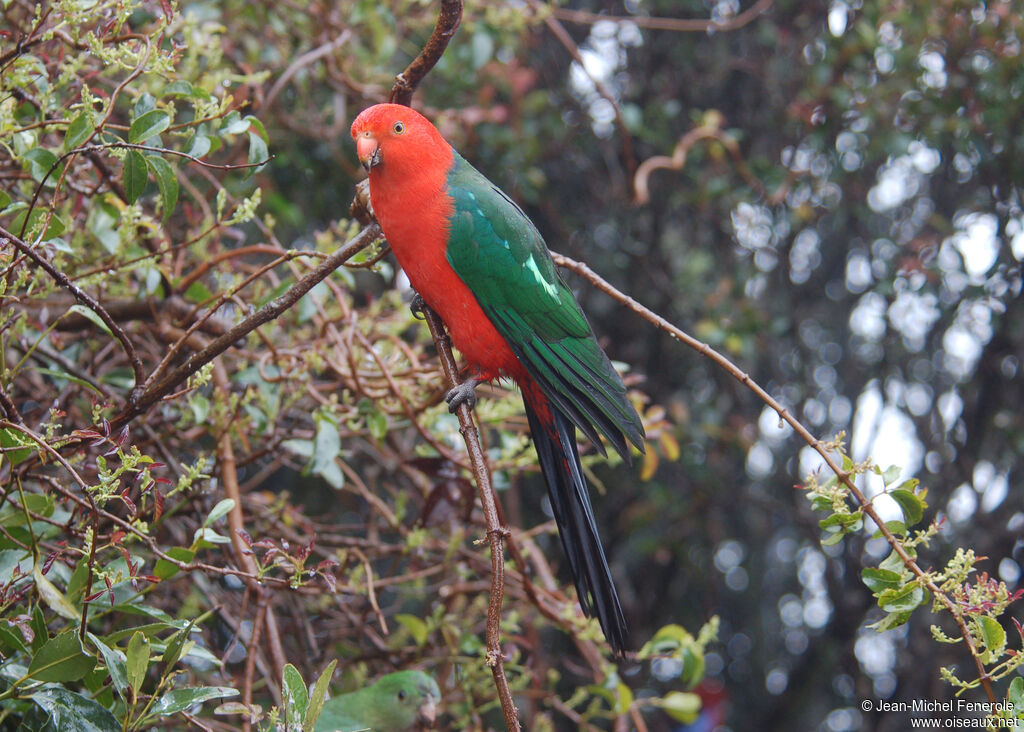 Australian King Parrot male adult