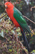 Australian King Parrot