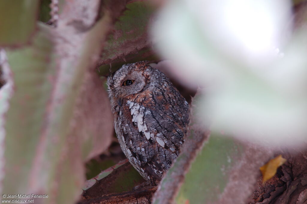 African Scops Owl