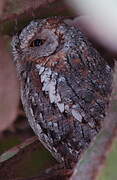 African Scops Owl