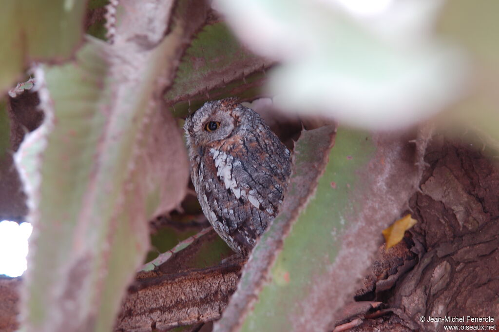 African Scops Owl