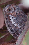 African Scops Owl