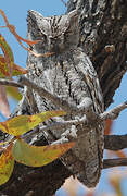 African Scops Owl