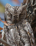 African Scops Owl