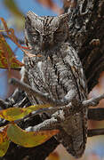 African Scops Owl