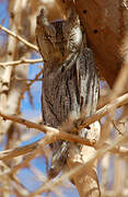 Pallid Scops Owl