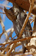 Pallid Scops Owl