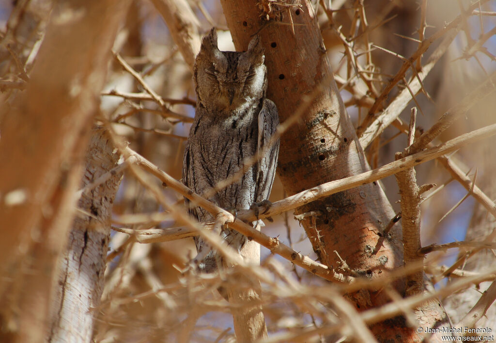 Pallid Scops Owl