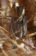 Pallid Scops Owl