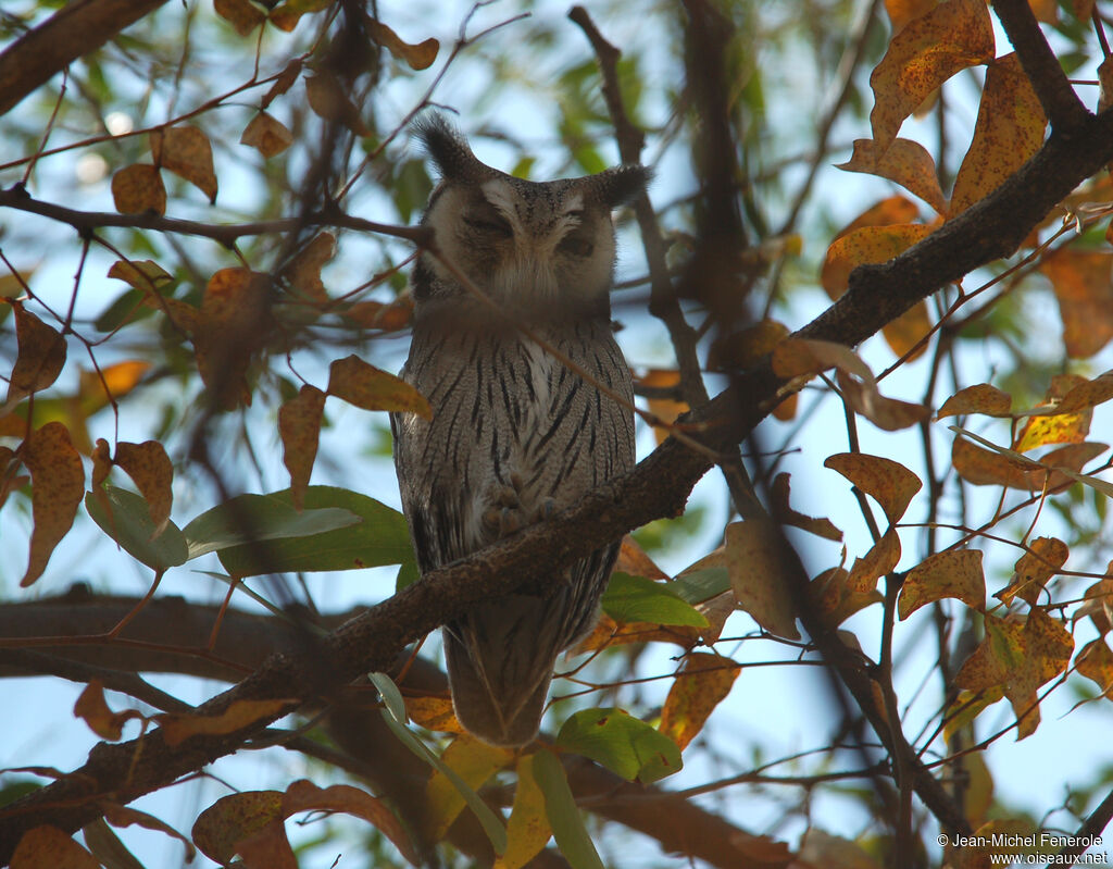 Southern White-faced Owl, identification