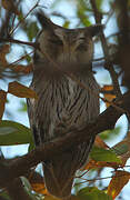 Southern White-faced Owl