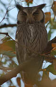 Southern White-faced Owl