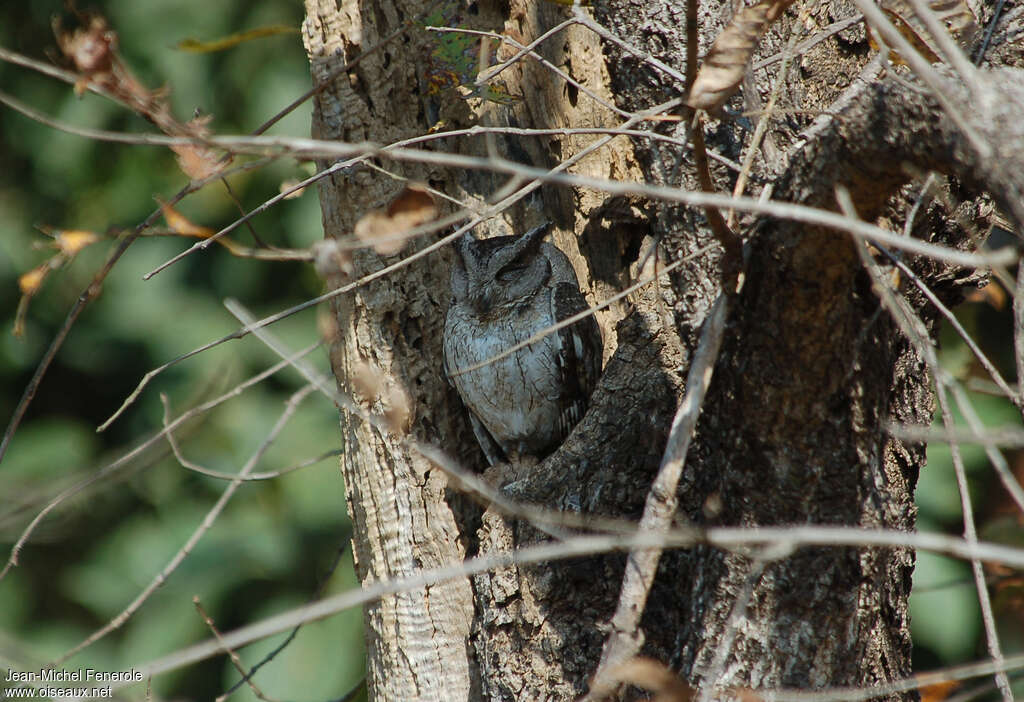 Petit-duc indien, habitat