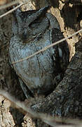 Indian Scops Owl