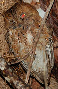 Rainforest Scops Owl
