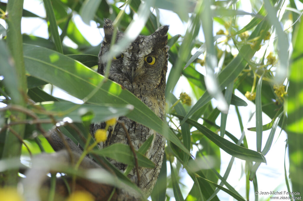 Petit-duc scops mâle adulte