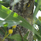 Petit-duc scops