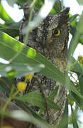 Eurasian Scops Owl