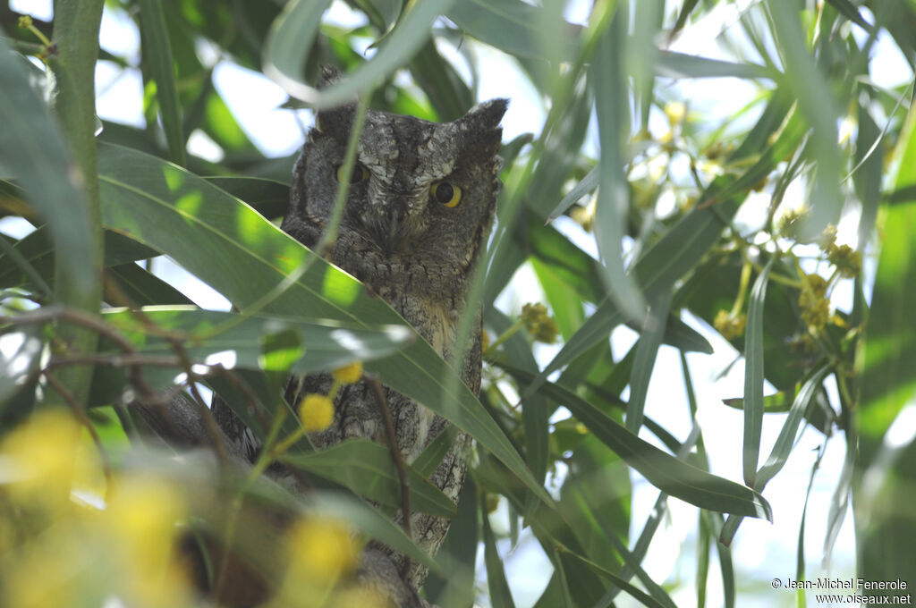 Petit-duc scops mâle adulte